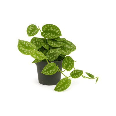 Scindapsus pictus ‘Argyraeus’ – Satijnplant Argyraeus