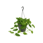 Scindapsus pictus ‘Argyraeus’ – Satijnplant Argyraeus hangplant