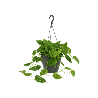 Scindapsus pictus ‘Argyraeus’ – Satijnplant Argyraeus hangplant