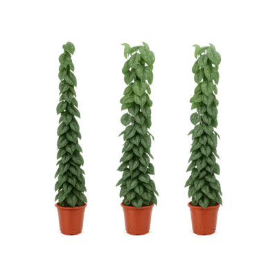 Scindapsus pictus ‘Trebie’ – Satijnplant Trebie gaasrek