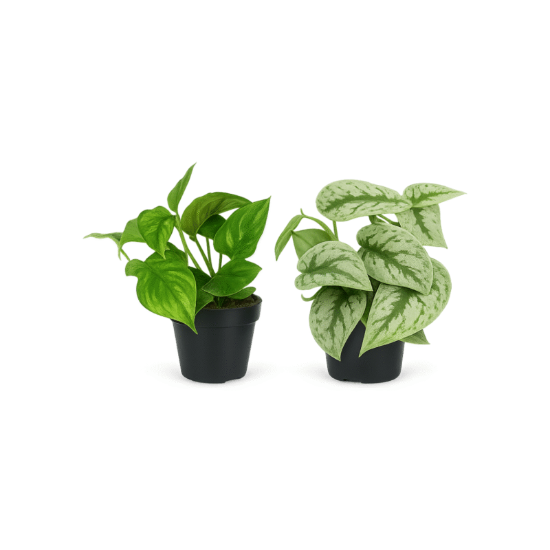 Scindapsus pictus ‘Trebie’ – Satijnplant Trebie