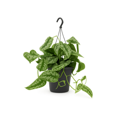 Scindapsus pictus ‘Trebie’ – Satijnplant Trebie hangplant