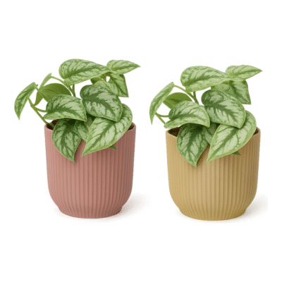 Scindapsus pictus ‘Trebie’ – Satijnplant Trebie in Elho Vibes Fold Pot