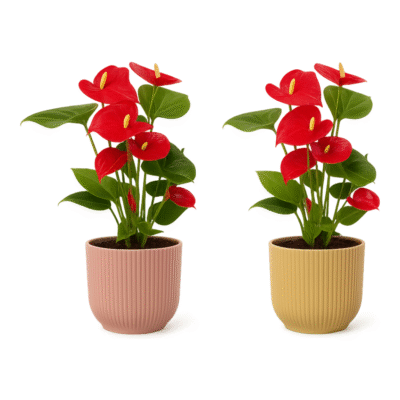 Anthurium andraeanum – Flamingoplant Red in Elho Vibes Pot