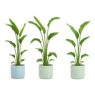 Strelitzia nicolai – Paradijsvogelplant Nicolai in Elho Ocean Pot