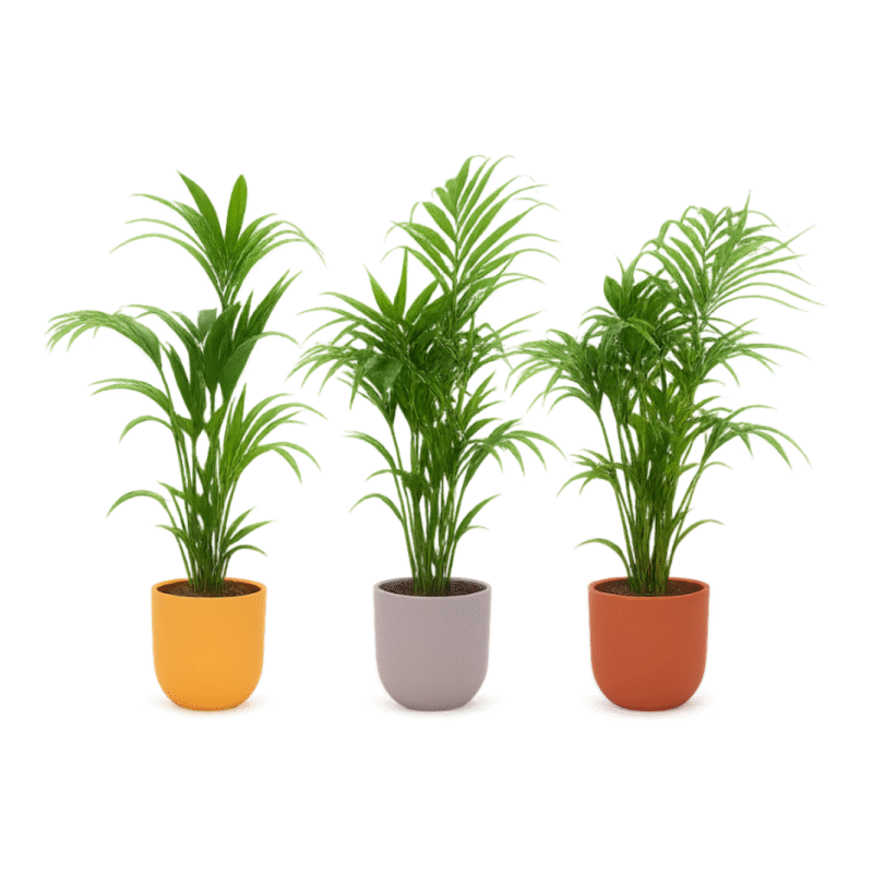 Howea forsteriana – Kentia palm in Elho Ocean Pot