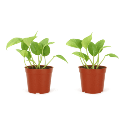 Epipremnum aureum - Scindapsus - 20 cm - 2 stuks