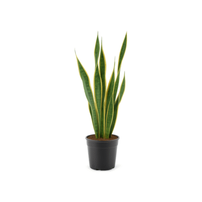 Sansevieria trifasciata ‘Laurentii XL’ – Vrouwentong Laurentii XL (Decorum)