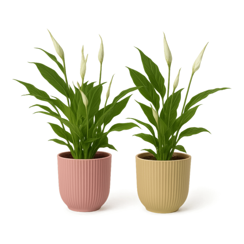 Spathiphyllum ‘Torelli’ – Lepelplant Torelli in Elho Vibes Fold Pot