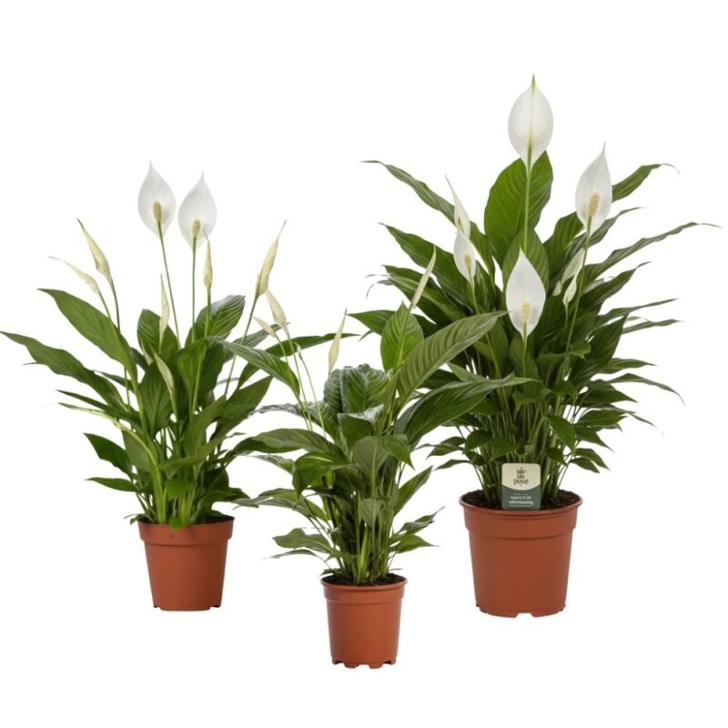 Spathiphyllum ‘Bingo Cupido’ – Lepelplant Bingo Cupido