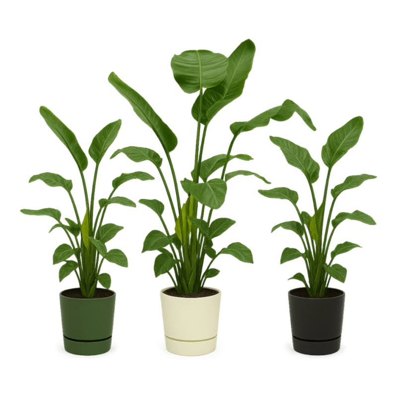 Strelitzia nicolai – Paradijsvogelplant Nicolai in Elho Greenville Pot