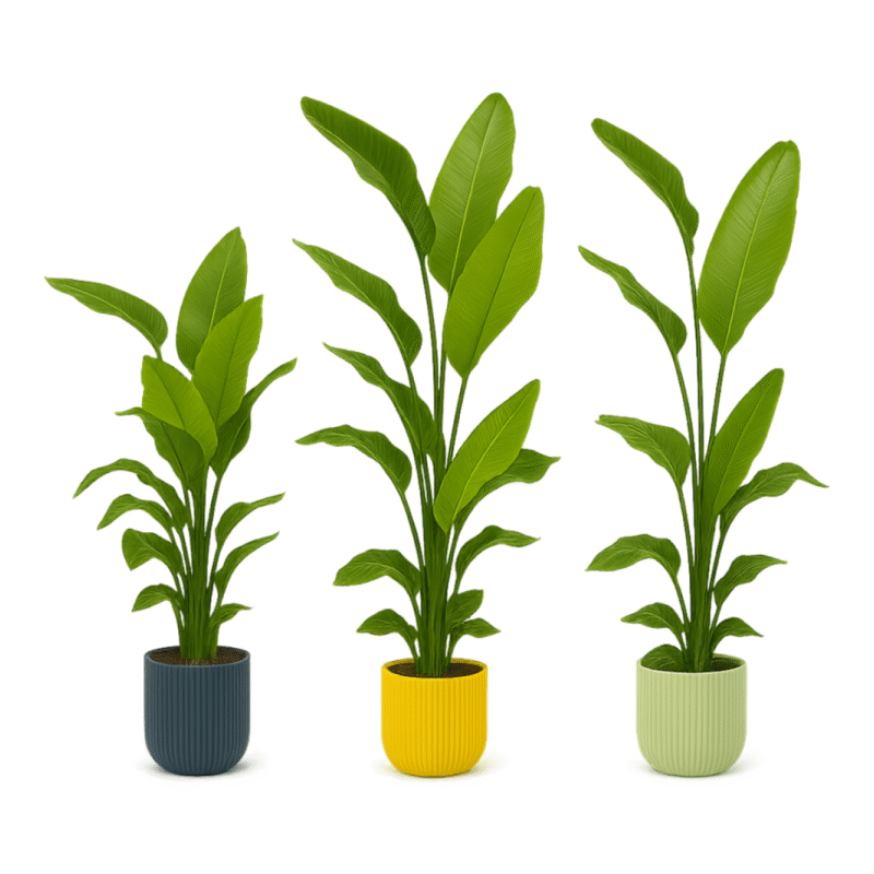 Strelitzia nicolai – Paradijsvogelplant Nicolai in Elho Vibes Fold Pot