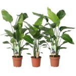 Strelitzia nicolai – Paradijsvogelplant Nicolai