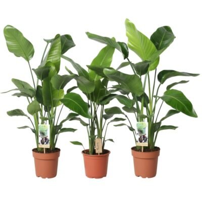 Strelitzia nicolai – Paradijsvogelplant Nicolai