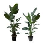 Strelitzia nicolai – Paradijsvogelplant Nicolai XXL
