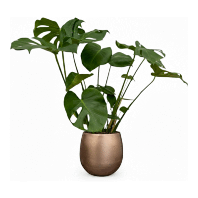 Combi Deal – Monstera Deliciosa inclusief Pot Stijn Goud – 70 cm