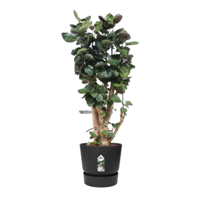 Pot elho Greenville Round zwart - afbeelding 2