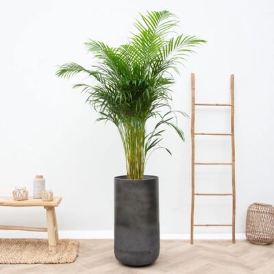 Vaas Elisa Mystic Earth - afbeelding 2