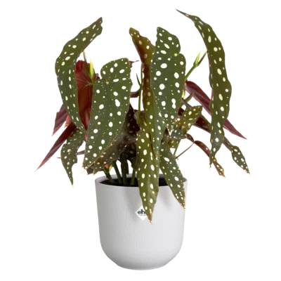 Pot elho Jazz Round wit - afbeelding 2