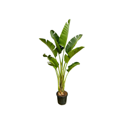 Strelitzia Augusta - 250cm - ⌀45