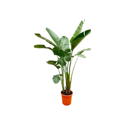 Strelitzia Augusta de luxe XXL - 250cm - ø38