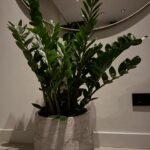 Zamioculcas Zamiifolia in Baq Algar Pot – 110 cm