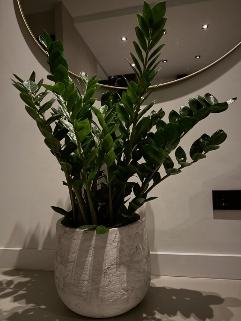 Zamioculcas 110 cm in Baq Algar sierpot