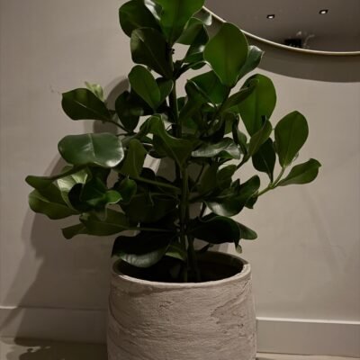 Clusia Rosea in Baq Algar Sierpot 110 cm – Compleet opgemaakt