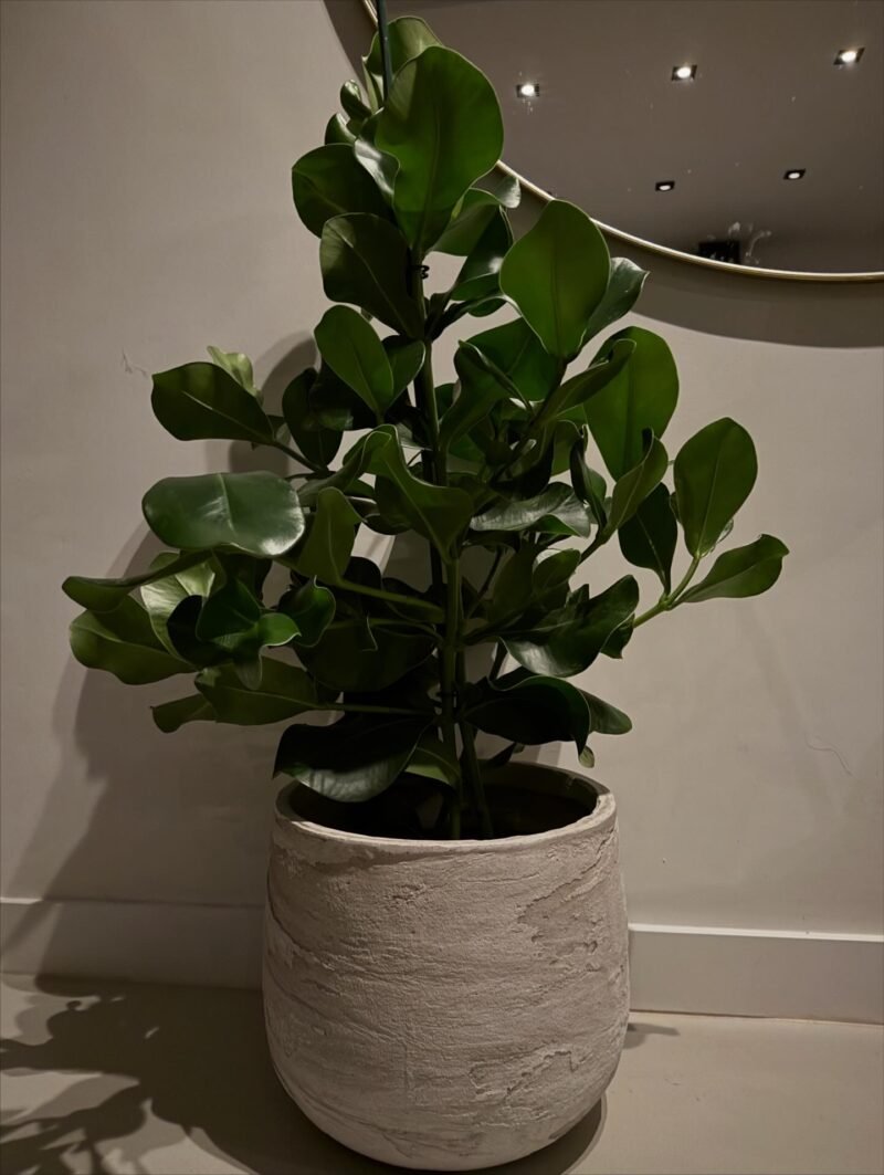 Clusia Rosea 110 cm in Baq Algar sierpot