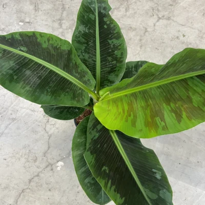 Musa Dwarf Cavendish - Bananenplant 60/70 cm