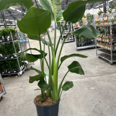 Strelitzia Nicolai – 3-steks – P19 – 90/100 cm - afbeelding 2