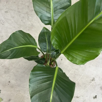 Strelitzia Nicolai – 3-steks – P19 – 90/100 cm