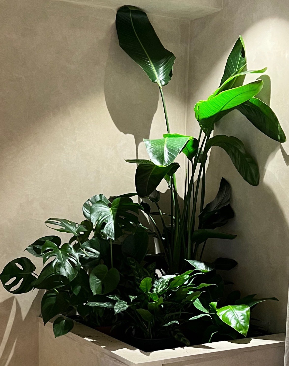 Groene plantencombinatie met Strelitzia en Monstera in winkelinterieur