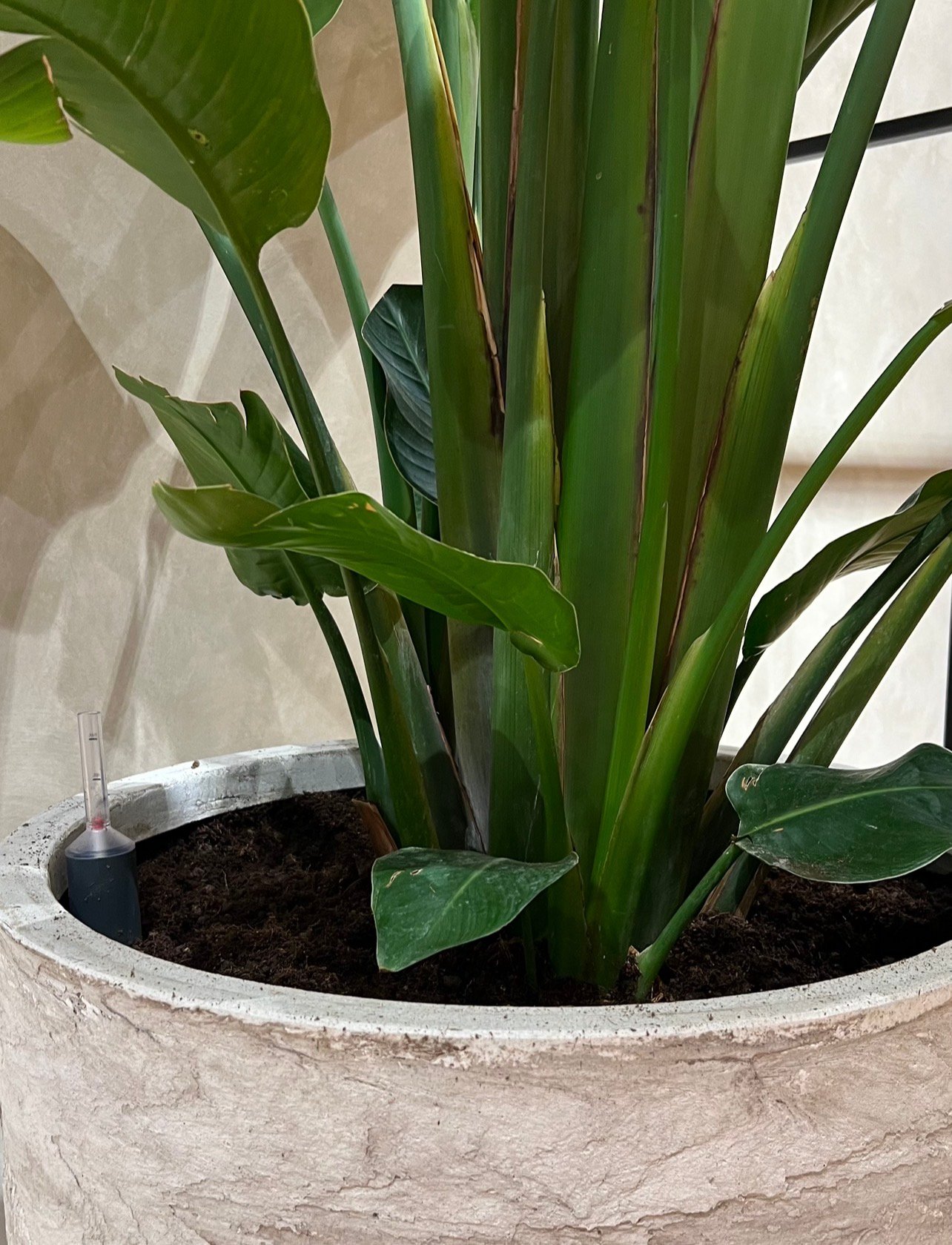 Close-up van Strelitzia in sierpot met watermeter en potgrond