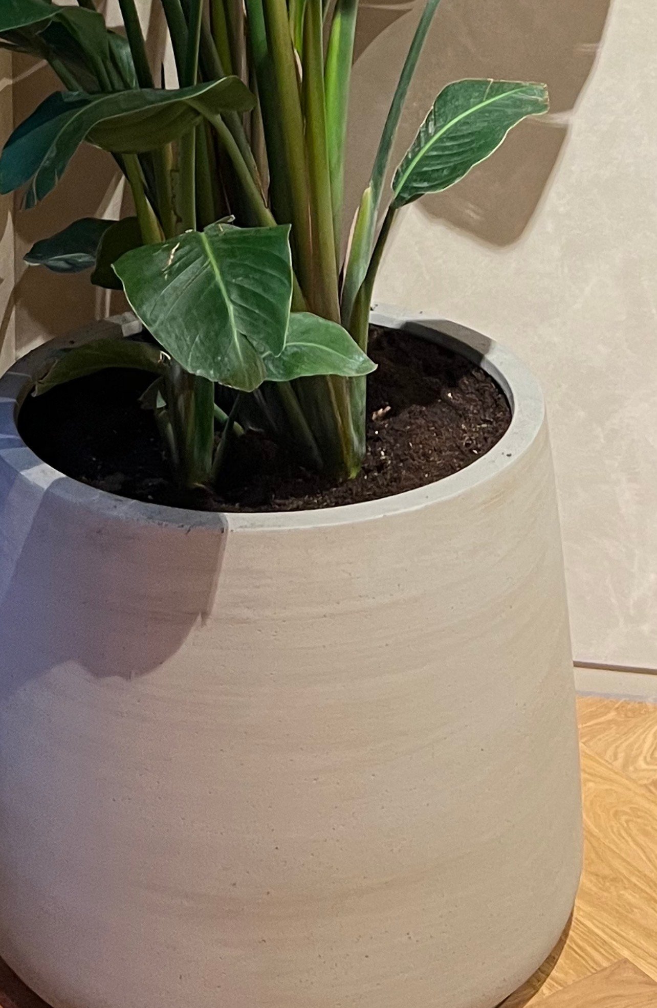 Strelitzia Nicolai van 250 cm in een Pottery Pots Jumbo Patt XS Beige Washed pot van 73 cm