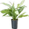 Aglaonema 'Silver King'