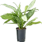 Aglaonema 'Silver King'