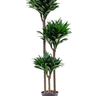 Dracaena fragrans 'Compacta'