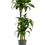 Dracaena fragrans 'Dorado'