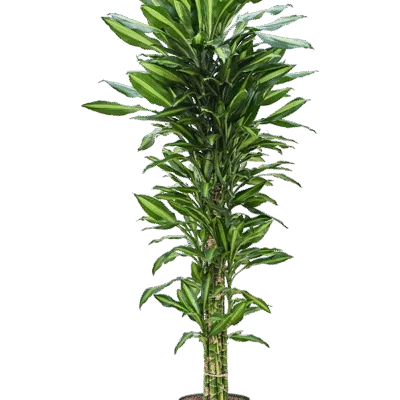 Dracaena fragrans ‘Cintho’ – drakenplant - Hydrocultuur - 160