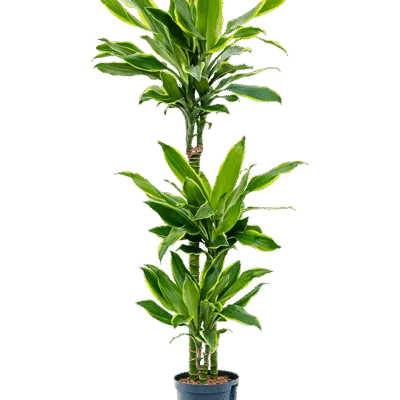 Dracaena fragrans 'Golden Coast'