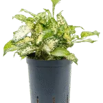 Dracaena godseffiana - 40