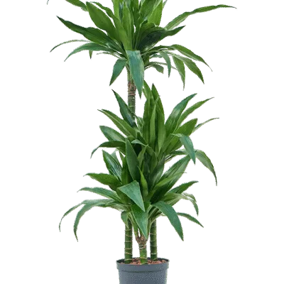 Dracaena fragrans 'Janet Craig'