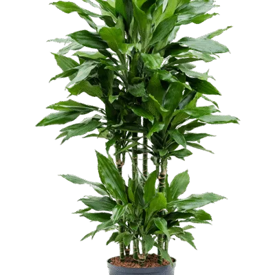 Dracaena fragrans 'Janet Lind' - 110 / 110