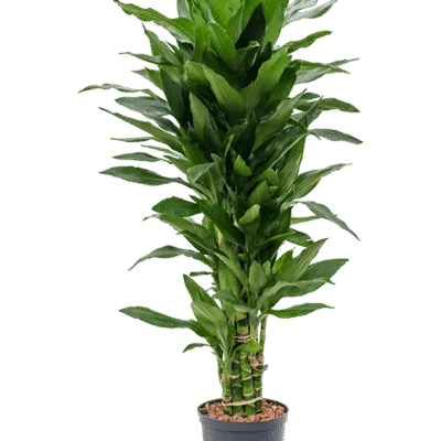 Dracaena fragrans 'Janet Lind' - 100 / 100