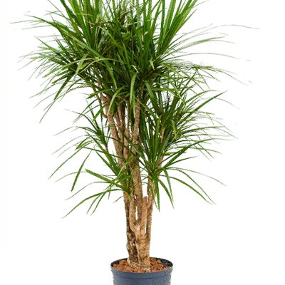 Dracaena marginata - Vertakt - 100