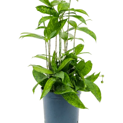 Dracaena surculosa – Gouddracaena - 40