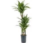 Dracaena fragrans 'Ulises'