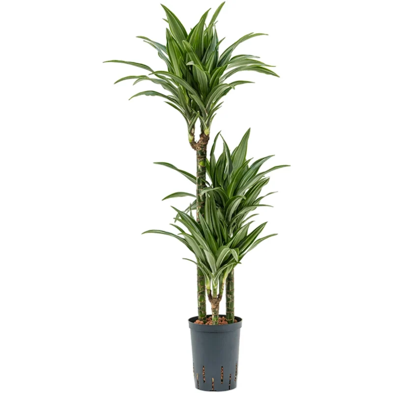 Dracaena fragrans 'Ulises'