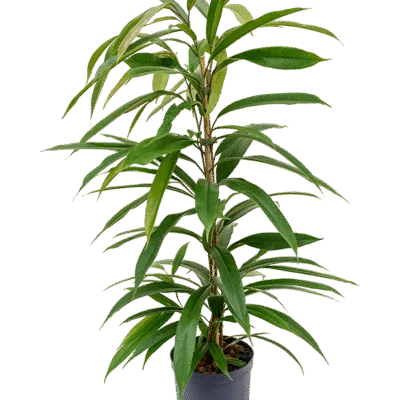 Ficus binnendijkii ‘Amstel King’ - Toef - 100